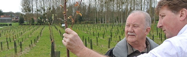 Plantation forestière