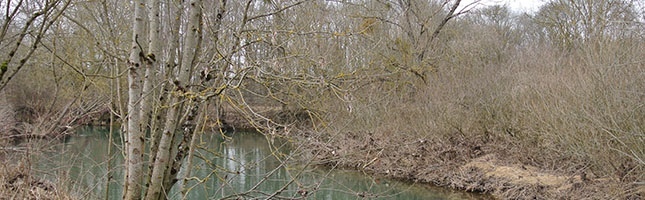 Plantation pour la protection de l'eau