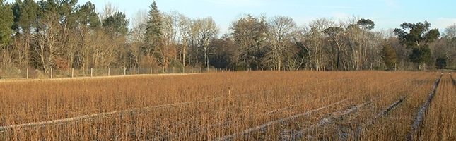 Jeunes plants en racines nues