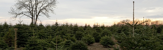 Sapins de Noël